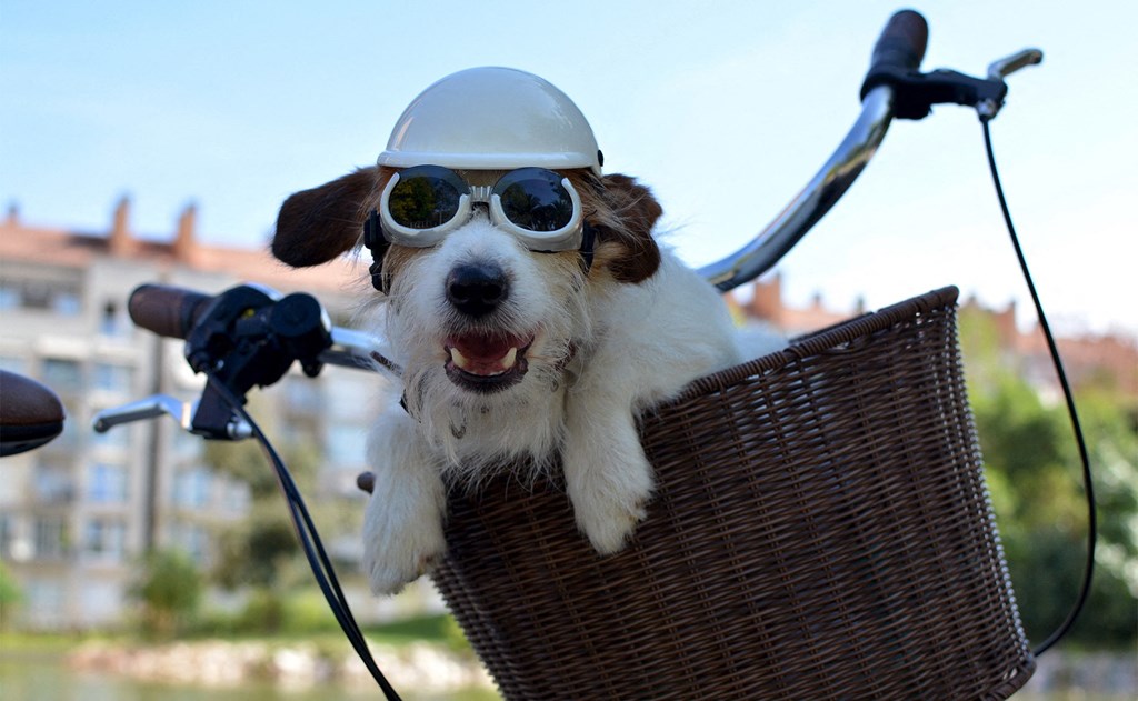 a small dog wearing a helmet and goggles sitting in a basket on a bike a small dog wearing a helmet and goggles sitting in a basket on a bike at Link Apartments® Canvas, Georgia, 30312
